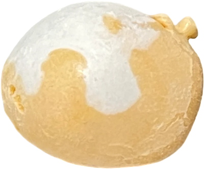 SALT WATER TAFFY - Regular